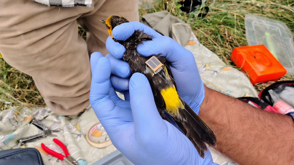 colocan-transmisores-gps-para-estudiar-aves-en-peligro-de-extincion